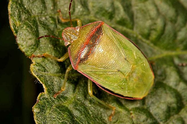 Piezodorus guildinii: eficiencia en mezclas y volumen de calda